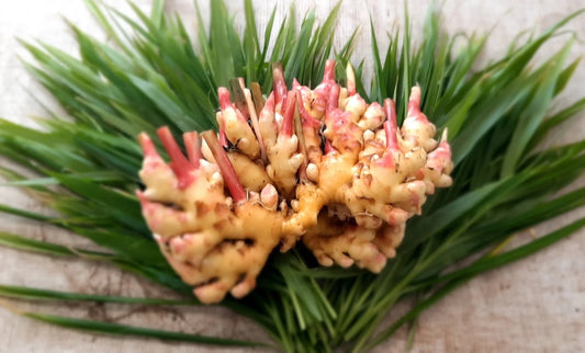 Gingembre congelé du vert mouton - La fermenterie du père Canuel